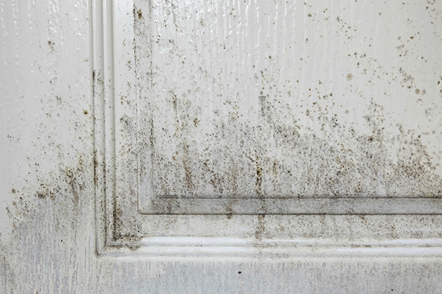 Unveiling What Causes Mold in the Bathroom – A Deep Dive