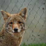 coyote jump height guide