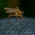 how to eliminate backyard mosquitoes