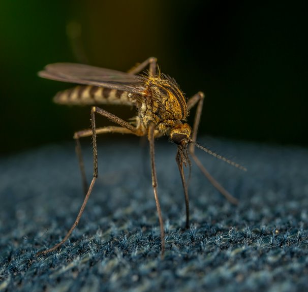 how to eliminate backyard mosquitoes
