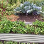 standard raised bed dimensions guide
